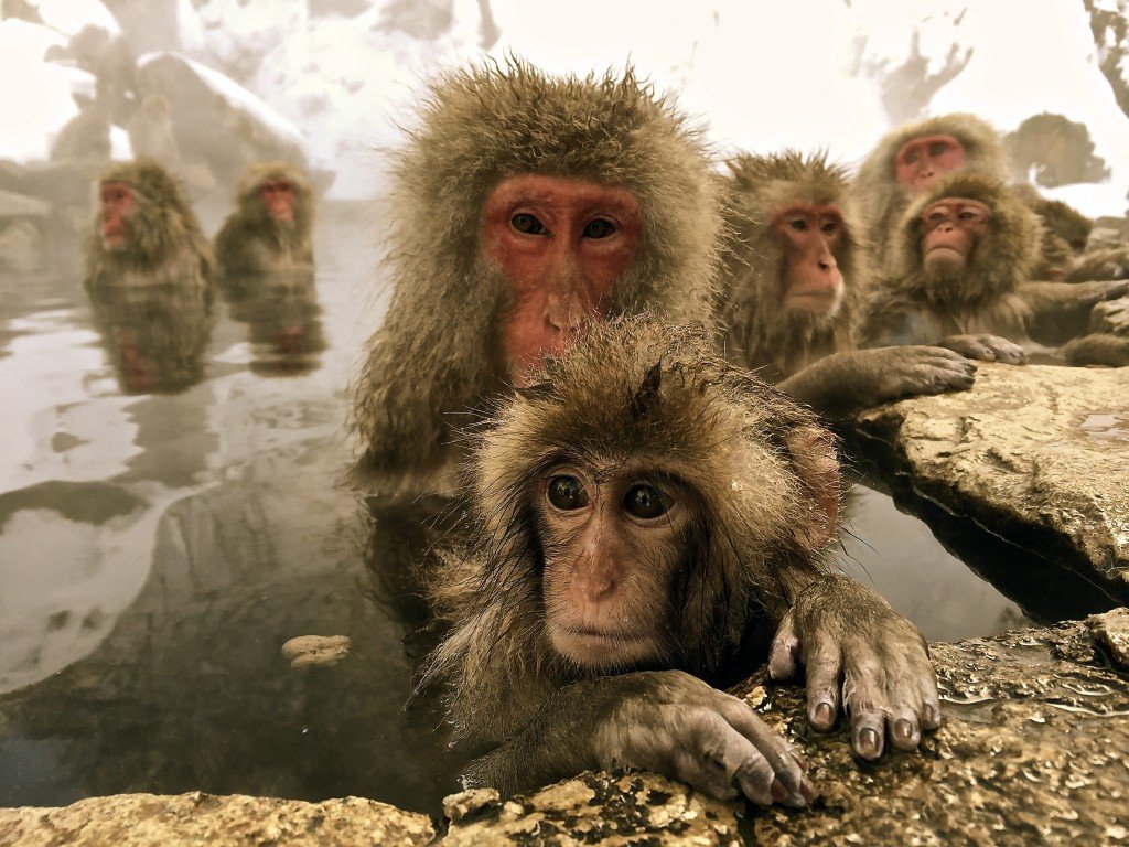 Snowmonkey